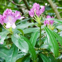 Rhododendron